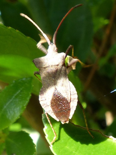 Coreus marginatus (Coreidae)